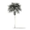 Sabal Palm Tree 3D Model 9.2m (11037) - Image 6