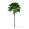 Sabal Palm Tree 3D Model 9.2m (11037) - Image 7