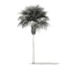 Sabal Palm Tree 3D Model 9.2m (11037) - Image 8