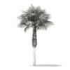Sabal Palm Tree 3D Model 7.8m (11036) - Image 2