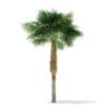 Sabal Palm Tree 3D Model 7.8m (11036) - Image 3