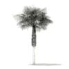 Sabal Palm Tree 3D Model 7.8m (11036) - Image 4