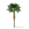 Sabal Palm Tree 3D Model 7.8m (11036) - Image 5