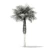 Sabal Palm Tree 3D Model 7.8m (11036) - Image 6