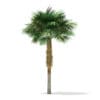 Sabal Palm Tree 3D Model 7.8m (11036) - Image 7