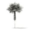 Sabal Palm Tree 3D Model 7.8m (11036) - Image 8