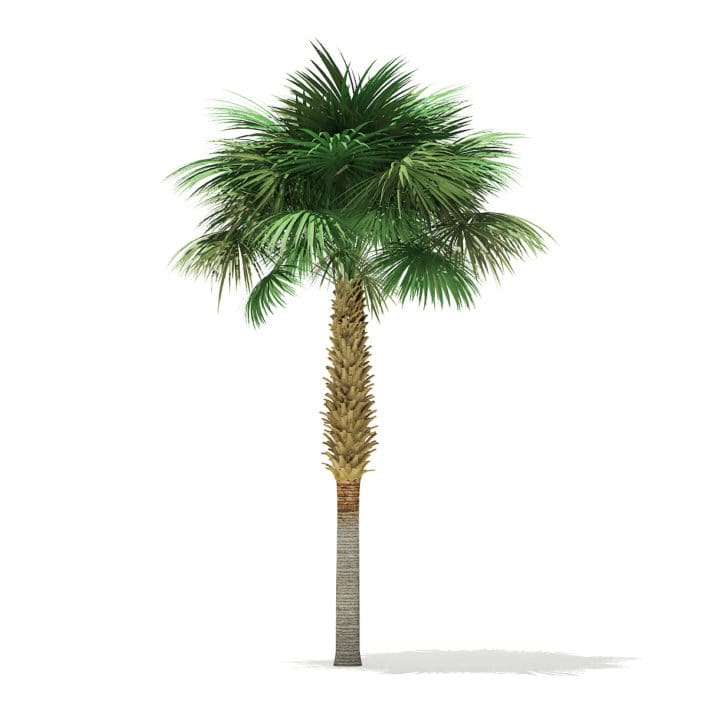 Sabal Palm Tree 3D Model 7.8m