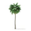 Sabal Palm Tree 3D Model 12m (11039) - Image 3
