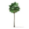 Sabal Palm Tree 3D Model 12m (11039) - Image 5