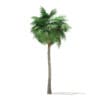Sabal Palm Tree 3D Model 12m (11039) - Image 7