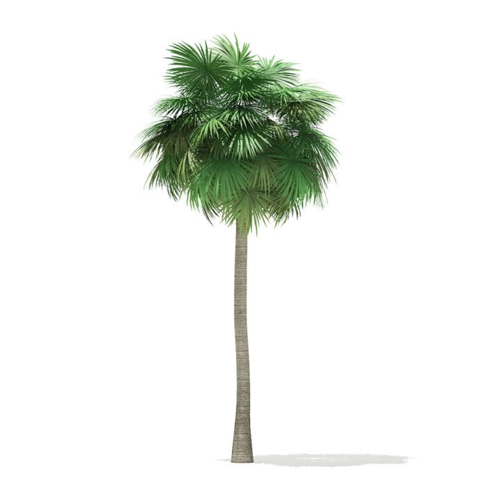 Sabal Palm Tree 3D Model 12m