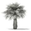Sabal Palm Tree 3D Model 4m (11040) - Image 2