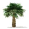 Sabal Palm Tree 3D Model 4m (11040) - Image 3