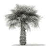 Sabal Palm Tree 3D Model 4m (11040) - Image 4