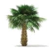 Sabal Palm Tree 3D Model 4m (11040) - Image 5