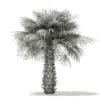 Sabal Palm Tree 3D Model 4m (11040) - Image 6