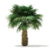 Sabal Palm Tree 3D Model 4m (11040) - Image 7