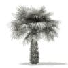 Sabal Palm Tree 3D Model 4m (11040) - Image 8