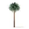 Silver Date Palm Tree 3D Model 11.5m (11041) - Image 3