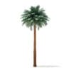 Silver Date Palm Tree 3D Model 11.5m (11041) - Image 5