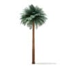 Silver Date Palm Tree 3D Model 11.5m (11041) - Image 7