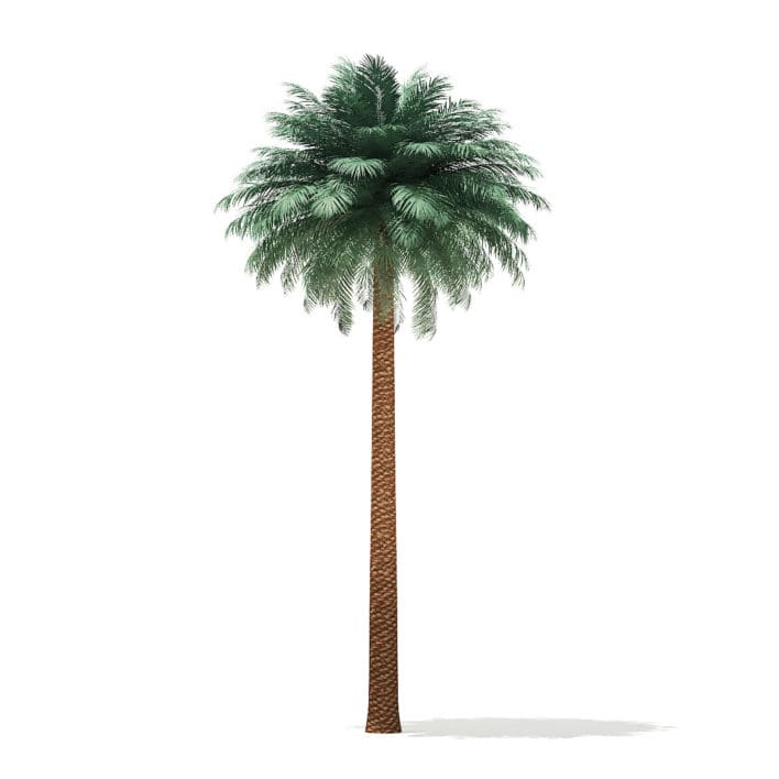 Silver Date Palm Tree 3D Model 11.5m