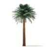 Silver Date Palm Tree 3D Model 8m (11042) - Image 3