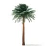 Silver Date Palm Tree 3D Model 8m (11042) - Image 5