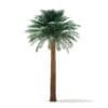 Silver Date Palm Tree 3D Model 8m (11042) - Image 7