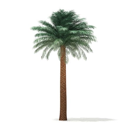 Silver Date Palm Tree 3D Model 8m