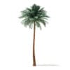 Silver Date Palm Tree 3D Model 10m (11043) - Image 3