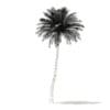 Silver Date Palm Tree 3D Model 10m (11043) - Image 6