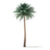 Silver Date Palm Tree 3D Model 10m (11043) - Image 7