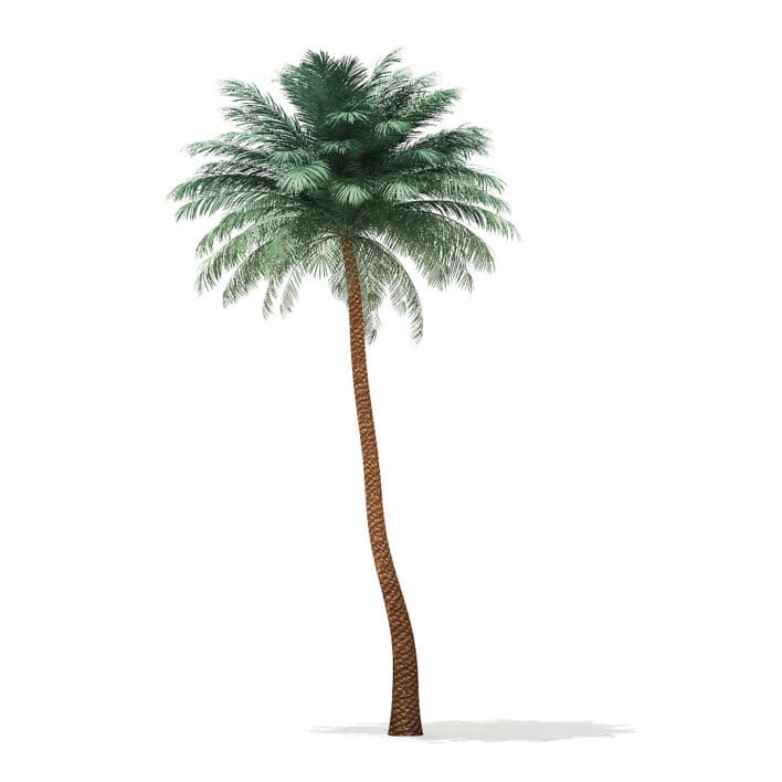 Silver Date Palm Tree 3D Model 10m