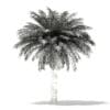 Silver Date Palm Tree 3D Model 5.6m (11044) - Image 2