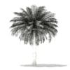 Silver Date Palm Tree 3D Model 5.6m (11044) - Image 4