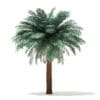 Silver Date Palm Tree 3D Model 5.6m (11044) - Image 5