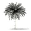 Silver Date Palm Tree 3D Model 5.6m (11044) - Image 6