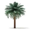 Silver Date Palm Tree 3D Model 5.6m (11044) - Image 7