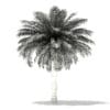 Silver Date Palm Tree 3D Model 5.6m (11044) - Image 8