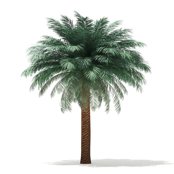Silver Date Palm Tree 3D Model 5.6m