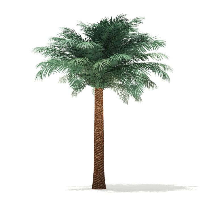 Silver Date Palm Tree 3D Model 4.7m