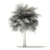 Silver Fan Palm Tree 3D Model 5.8m (11046) - Image 2