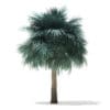 Silver Fan Palm Tree 3D Model 5.8m (11046) - Image 3