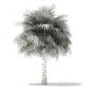 Silver Fan Palm Tree 3D Model 5.8m (11046) - Image 4