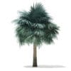 Silver Fan Palm Tree 3D Model 5.8m (11046) - Image 5