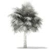 Silver Fan Palm Tree 3D Model 5.8m (11046) - Image 6