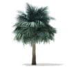 Silver Fan Palm Tree 3D Model 5.8m (11046) - Image 7