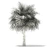 Silver Fan Palm Tree 3D Model 5.8m (11046) - Image 8