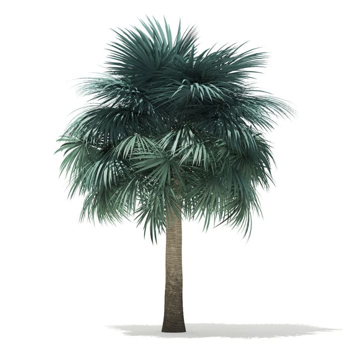 Silver Fan Palm Tree 3D Model 5.8m